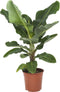 Musa – ↨ 75 cm – ⌀ 24 cm