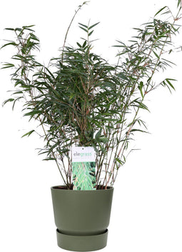 ‘Fargesia Rufa’ (Bamboe) in ELHO outdoor sierpot Greenville (groen) ↨ 80cm - hoge kwaliteit planten
