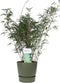 ‘Fargesia Rufa’ (Bamboe) in ELHO outdoor sierpot Greenville (groen) ↨ 80cm - hoge kwaliteit planten