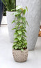 Gatenplant - Philodendron Scandens Brasil hoogte 120cm potmaat 24cm