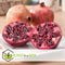 Plant in a Box - Punica granatum 'Early' - Granaatappelboom - Fruitboom met glanzende bladeren - Pot 21cm - Hoogte 60-70cm