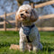 Hondentuigje Company of Animals CarSafe Zwart XS