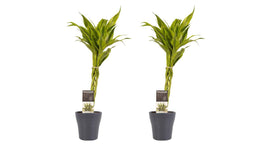 Decorum Duo 2 x Dracaena Sandriana gold met Anna grey