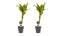 Decorum Duo 2 x Dracaena Sandriana gold met Anna grey