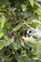 Goed & Groen - Moerbei '‘Morus Mojoberry’ -↨ 75cm - Potmaat 21cm - Kwaliteit Planten - Tuin Plant - Tuinplantenplanten - Sfeer