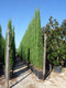 Italiaanse cipresboom 400 cm | Cupressus semp. 'Pyramidalis' | Bomenbezorgd.nl
