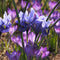 Plant in a Box - Krokus 'Ruby Giant' - Set van 200 Krokusbollen - Bloembollen voorjaar - Boerenkrokus - winterhard