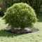 vidaXL - Plantenring - Zwart - Ø40/70 - cm - Staal
