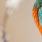 Customize it - Tuinschilderij ijsvogel tak 130x70cm