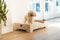 Designed by Lotte Quirine - Hondenbench - Verhoogde instap met uitneembare lade - Zwart - M - 81x57x71 cm