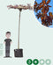Rode sierpruim kruisdak Prunus cer. Nigra h 230 cm st. omtrek 8 cm...