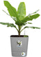 Elho Greensense Aqua Care 38 - Bloempot met Waterreservoir - 100% Gerecycled Plastic - Licht Beton - Ø 38.0 x H 38.9 cm