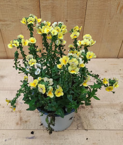 Nemesia kleur geel