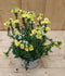 Nemesia kleur geel