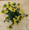 Nemesia kleur geel