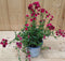 Nemesia kleur rood