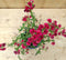 Nemesia kleur rood