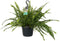 Nephrolepis exaltata 'Green Lady' ↨ 40cm - hoge kwaliteit planten