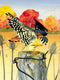 New York Puzzle Company - Cornell Lab American Kestrel - 1000 stukjes puzzel