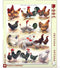 New York Puzzle Company Poules ~ Poultry - 500 pieces