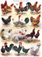New York Puzzle Company Poules ~ Poultry - 500 pieces