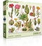 New York Puzzle Company - Vintage Images Cacti ~ Cactus - 1000 stukjes puzzel