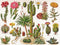 New York Puzzle Company - Vintage Images Cacti ~ Cactus - 1000 stukjes puzzel