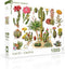 New York Puzzle Company - Vintage Images Cacti ~ Cactus - 1000 stukjes puzzel