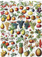 New York Puzzle Company - Vintage Images Fruits - 1000 stukjes puzzel