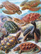 New York Puzzle Company - Vintage Images Turtles - 1000 stukjes puzzel