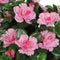 Mica Decorations Kunstplant - azalea - roze - terracotta pot - 35 cm