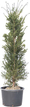 2 stuks! Taxushaag 140 cm Taxus baccata 150 cm