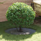 vidaXL - Platte - Boomring - Anthraciet - Ø60/90 - cm - Staal