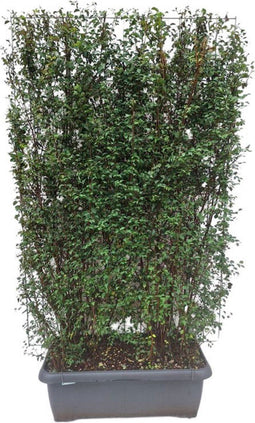 Hedge to Go - Spiraea vanhouttei Haag