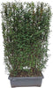 Hedge to Go - Spiraea vanhouttei Haag