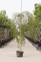 Prieelberk | Betula pendula 'Youngii' 6-10 cm 220 cm| Bomenbezorgd.nl