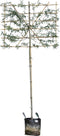 Lei treursierpeer 180 cm | Pyrus sal. Pendula 8-12 cm 180 cm| Bomenbezorgd.nl