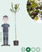 Appelbes hoogstam Aronia prunifolia Viking h 225 cm st. omtrek 6 cm...