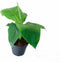 Goed & Groen - Musa Basjoo -↨ 45cm - Potmaat 17cm - Kwaliteit Planten - Tuin Plant - Tuinplantenplanten - Sfeer