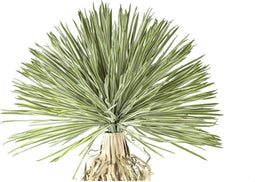 PTMD Kunstplant Yucca - 58x58x150 cm - Plastic - Groen