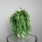 PTMD Leaves Plant Varen Hangende Kunsttak - 66 x 26 x 80 cm - Groen