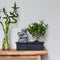 Plant in a Box - Bonsai boompje met Easy-care watersysteem én stromende waterval over Zen stenen - kamerplant - Hoogte 25-35cm
