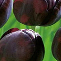 2 stuks - JUB - Tulipa Queen of Night 20 bollen