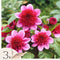 Plant in a Box - Dahlia 'Blue Bayou' - set van 3 - zomerbloeiers - dahliaknollen - tuinbloemen - Rood/Paars