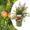 Plant in a Box - Punica granatum 'Early' - Granaatappelboom - Fruitboom met glanzende bladeren - Pot 21cm - Hoogte 60-70cm