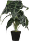 Mica Decorations Alocasia Kunstplant in Bloempot - H50 x Ø30 cm - Groen