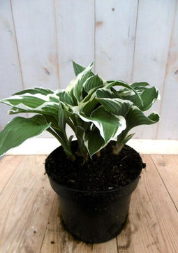 Hosta groenwit