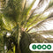 Chileense wijnpalm Jubaea chilensis 110 cm