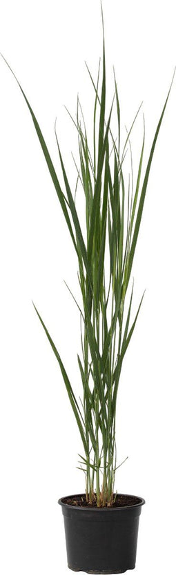 Plant in a Box - Panicum virgatum - Panicum northwind siergras winterhard - Pot 23cm - Hoogte 40-60cm