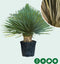 Gewone palmlelie Yucca rostrata h 90cm st. h 25cm